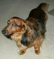 Rusty