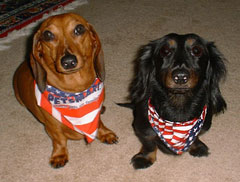 Sam and Shadow Patriotic