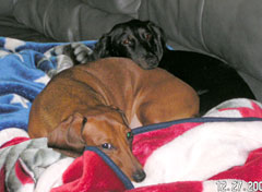 Sam and Shadow