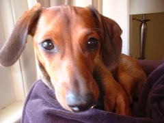 Slinky