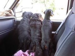Swiffer and siblings