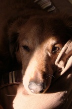 Toby sleepy
