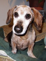 Walter (formerly Hershey)
