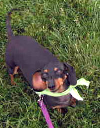 Willow