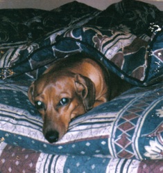 macy