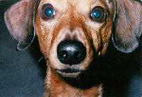 Oscar Oscy