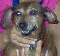 Pami
